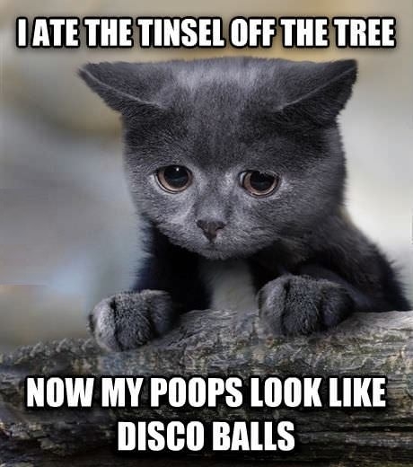 Confession Cat
