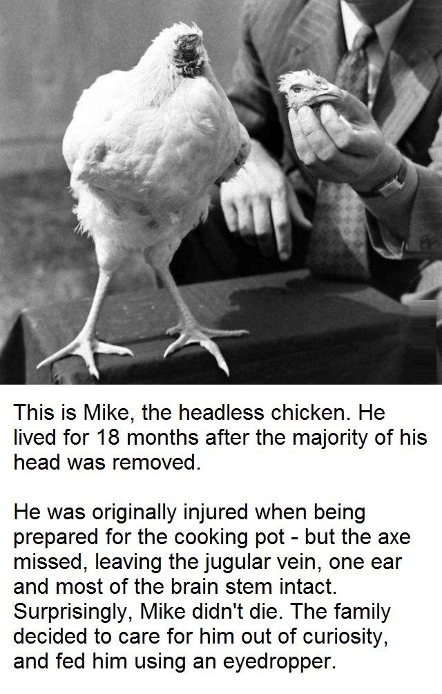 The headless chicken