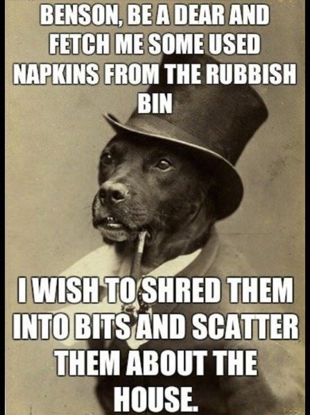 1900s successful dog