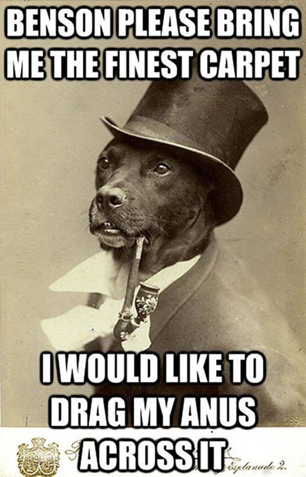 Old Money Dog