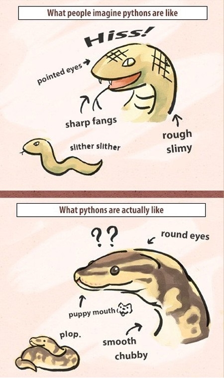 What pythons are like