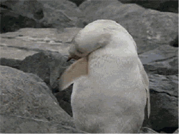 Albino animals
