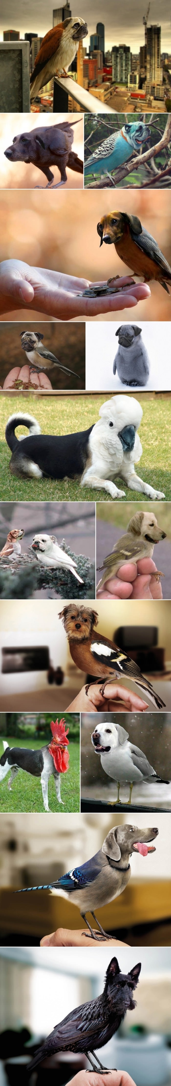 Dog and birds