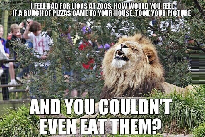 I feel bad for lions at zoos