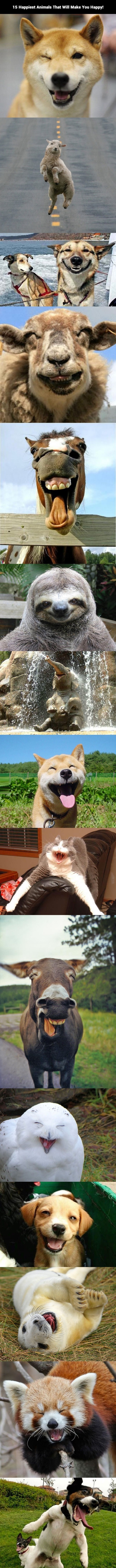 Happiest animals