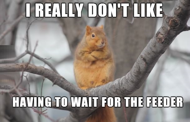 Disapproving Squirrel