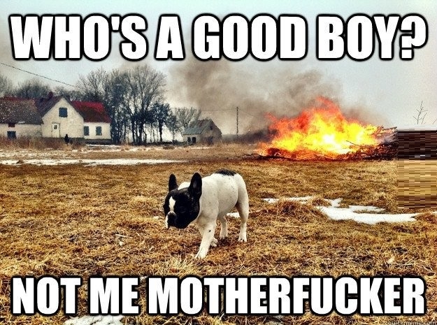 Who's a good boy?