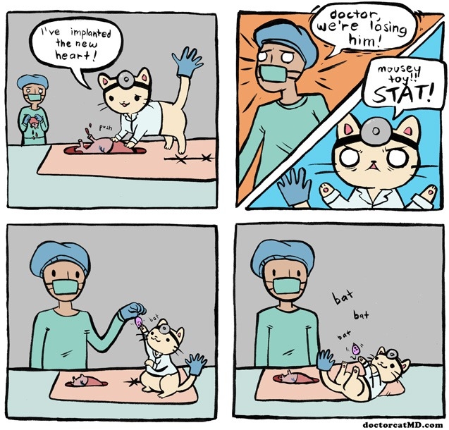 Why cat makes bad doctors