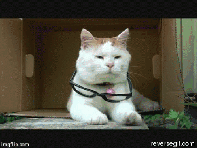Hipster cat
