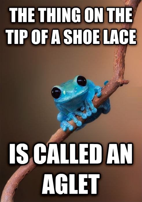 Tiny Fact Frog