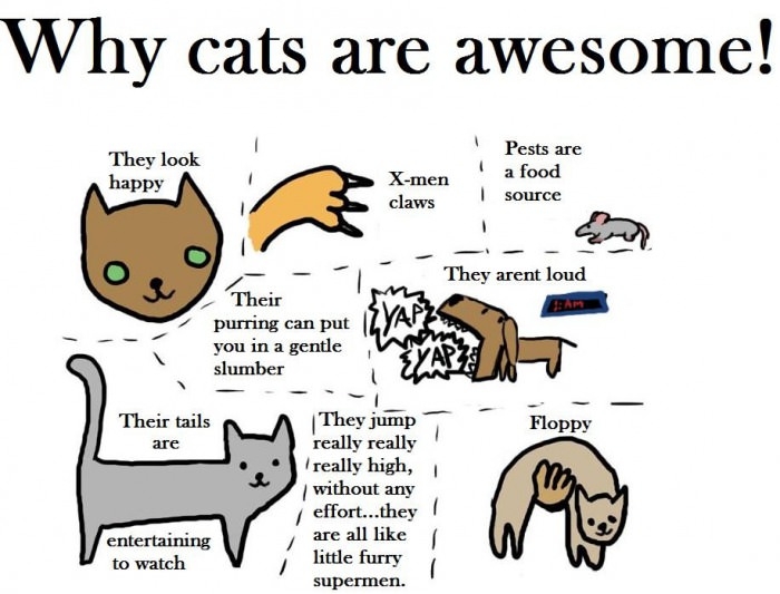 Cats are awesome!