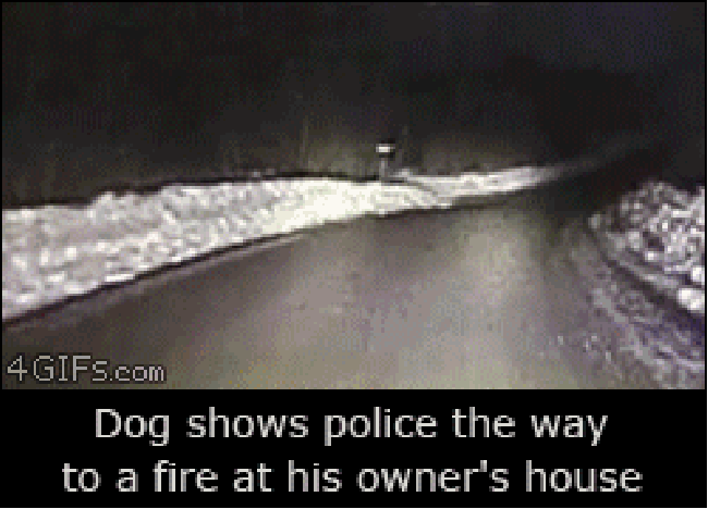 Dog saving a life
