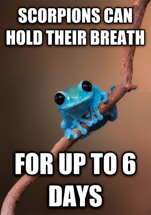 Tiny Fact Frog