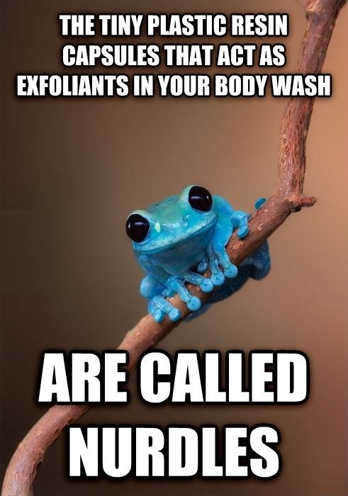 Tiny Fact Frog