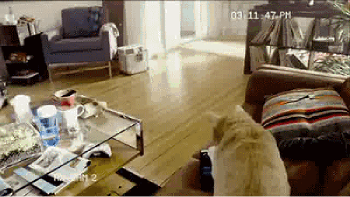 When pet owners are away