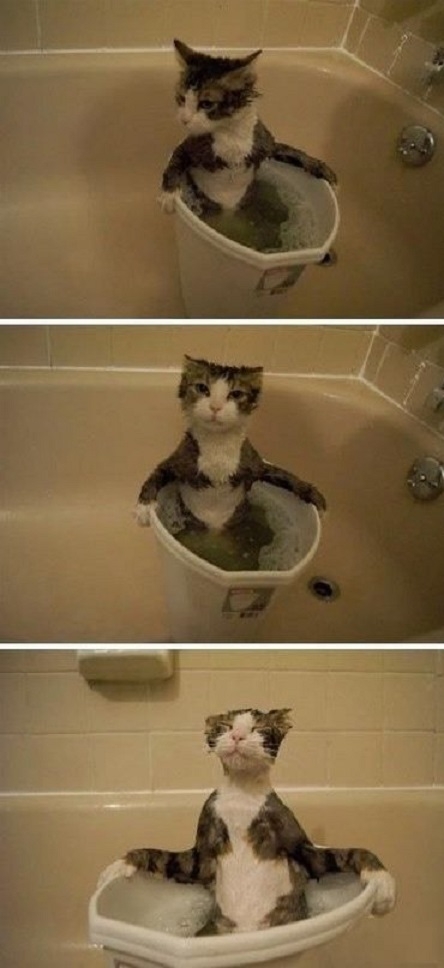 This cat loves water!