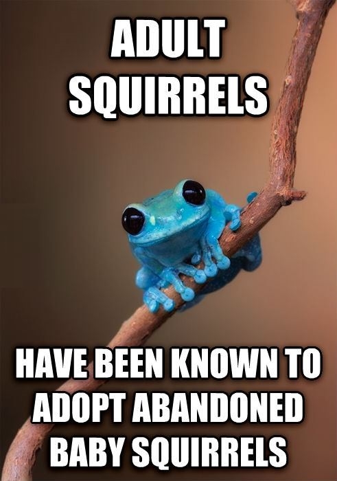 Small Fact Frog