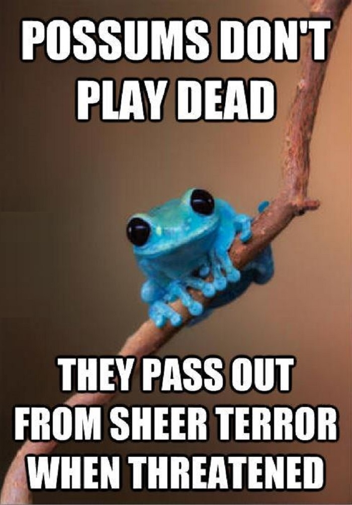 Small Fact Frog