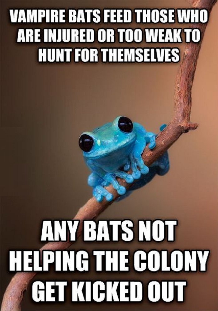 Small Fact Frog