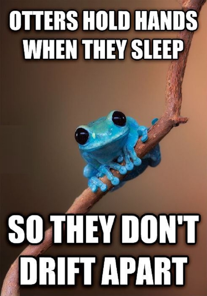 Small Fact Frog