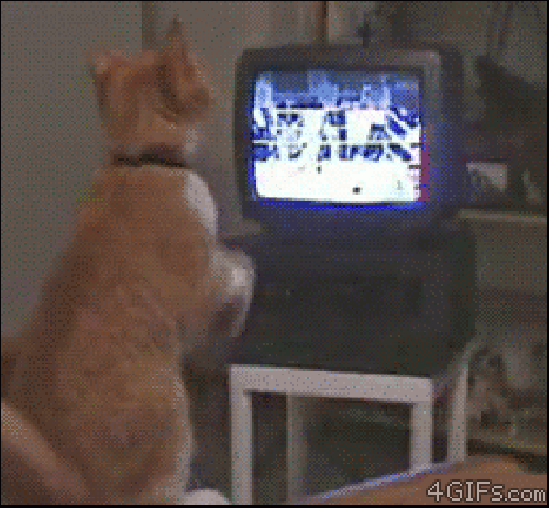 Boxing kitty