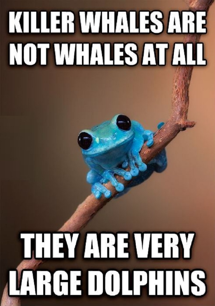 Small Fact Frog