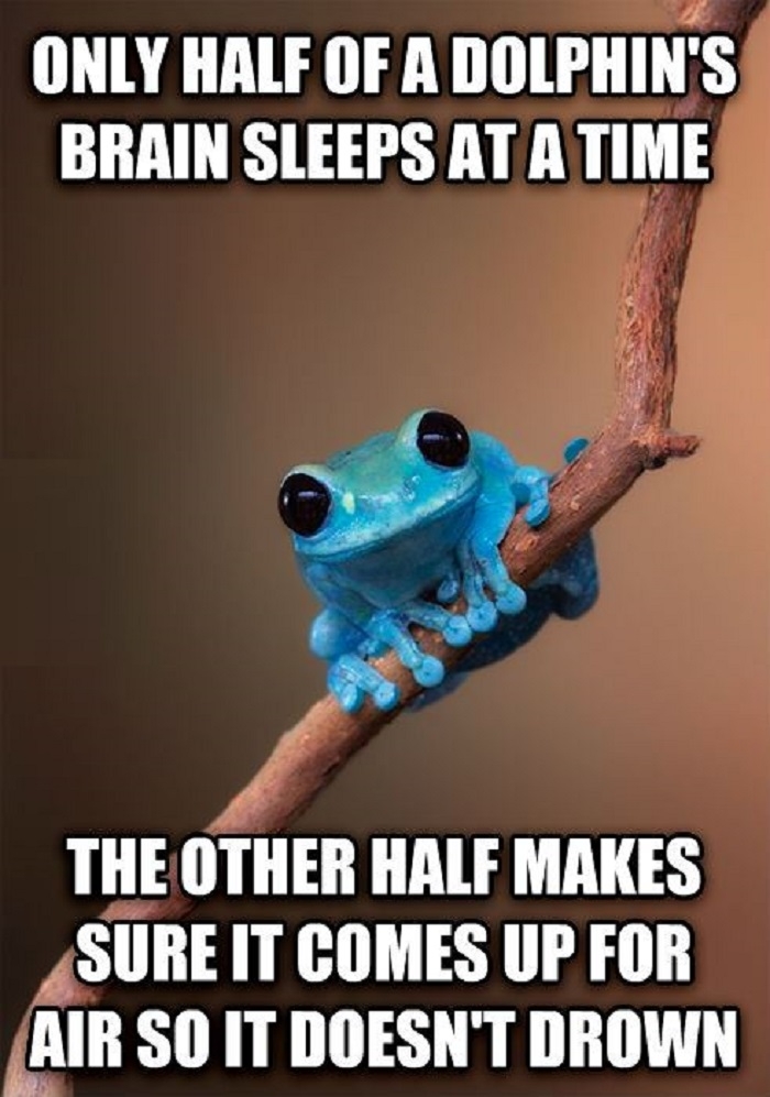 Small Fact Frog