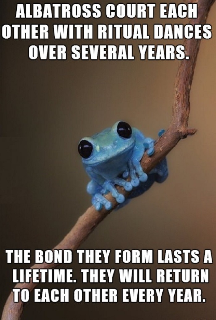 Small Fact Frog