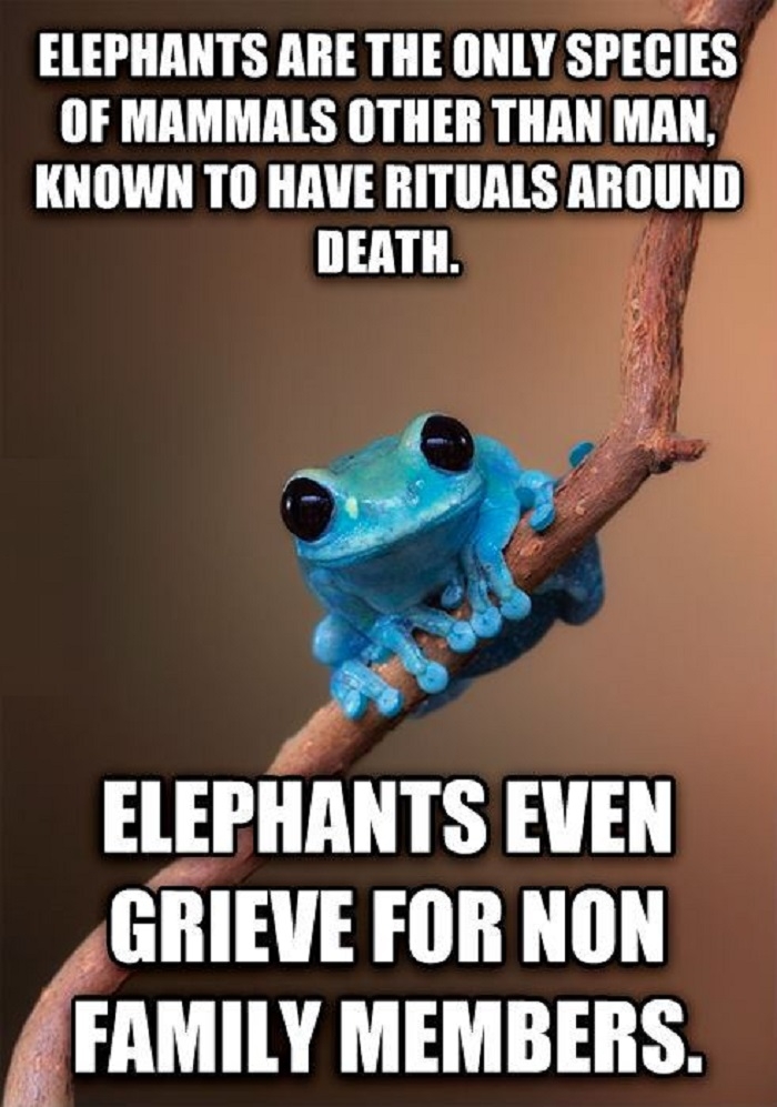 Small Fact Frog