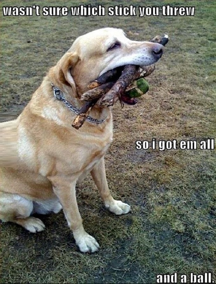Overachieving dog