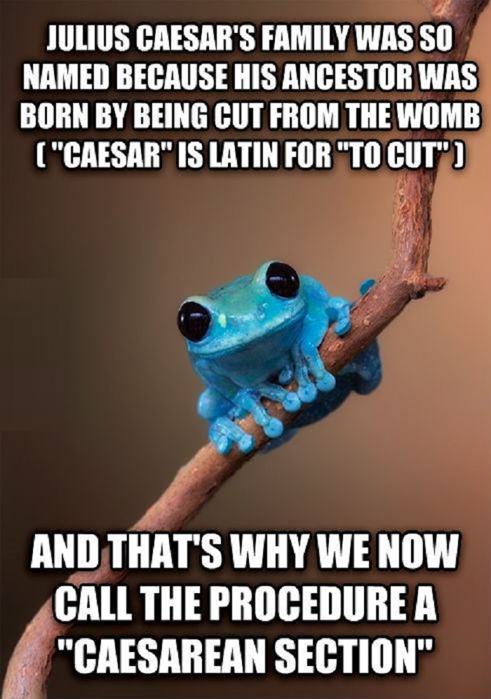Small Fact Frog