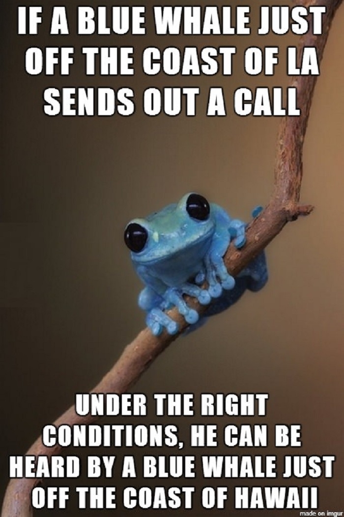 Small Fact Frog
