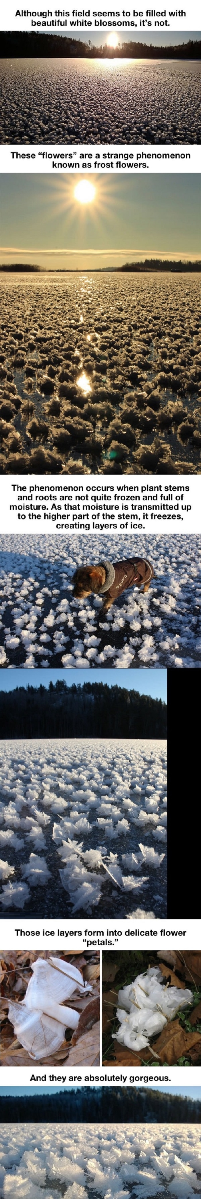 Winter phenomenon