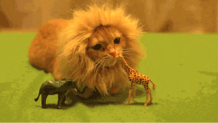 Rawr, I am the king