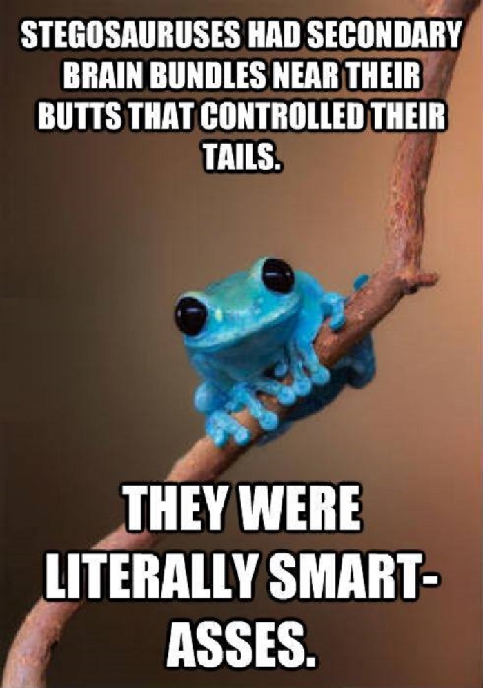 Small Fact Frog
