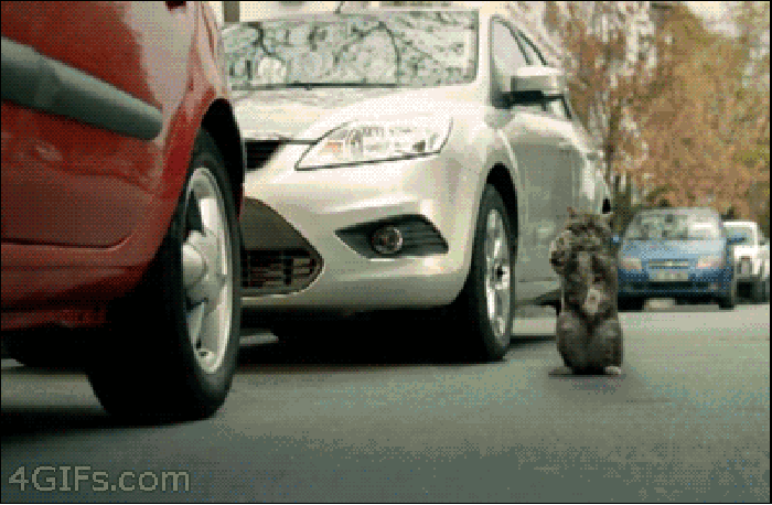 A**hole cat is an a**hole