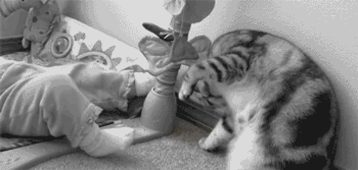 Cat-cid trip