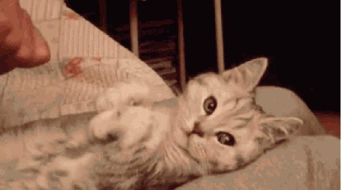 Fully posable kitty