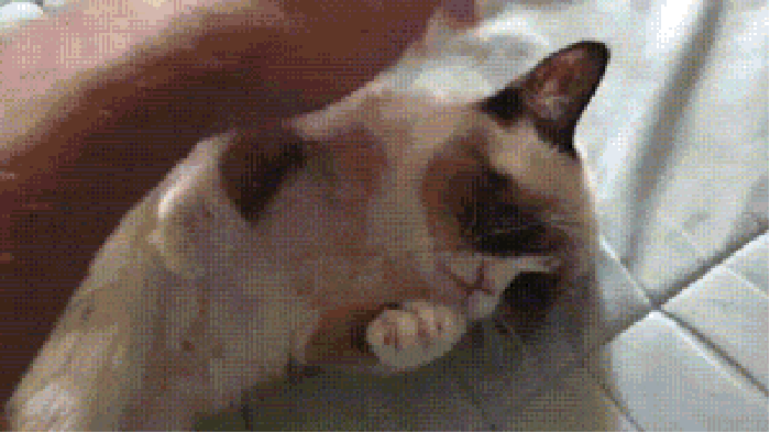 Grumpy Cat's smile