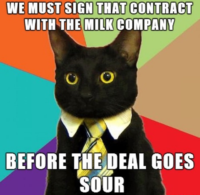 Business Cat
