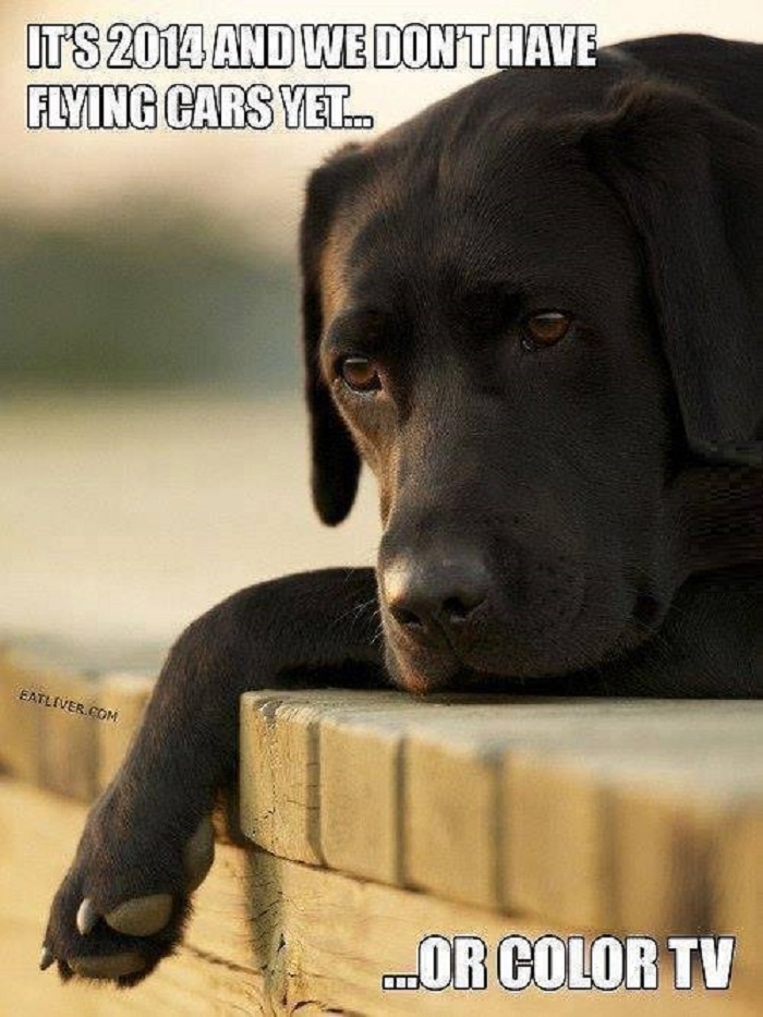 Dog Problems
