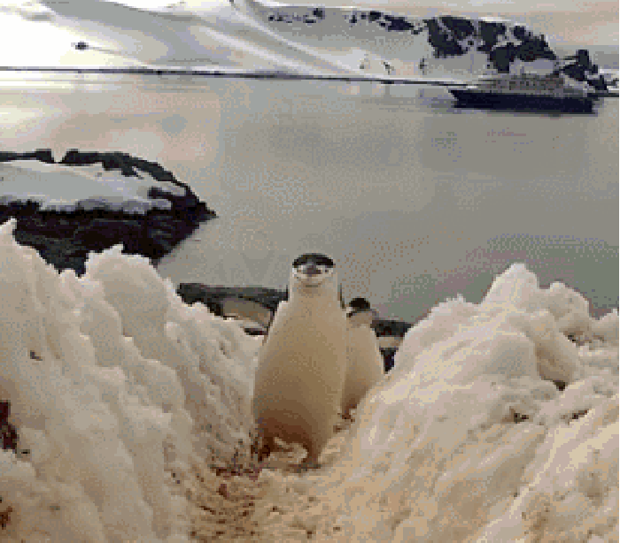 Do the penguin strut