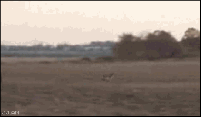 Eagle takes down a deer