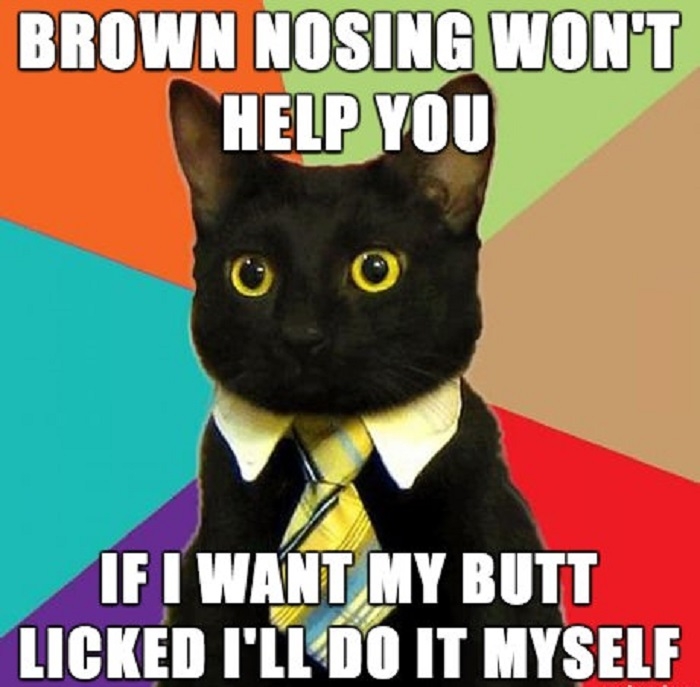 Business cat