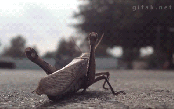 Grasshopper aviation