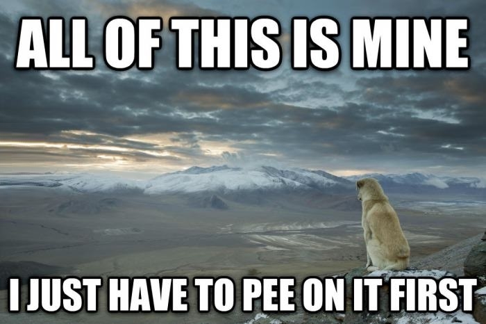 Contemplative Dog