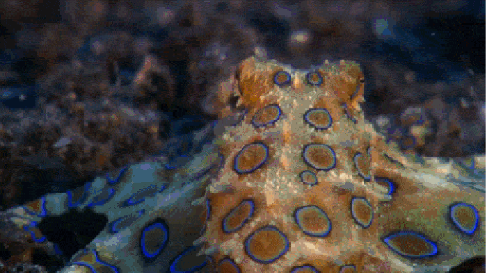 Blue Ring Octopus