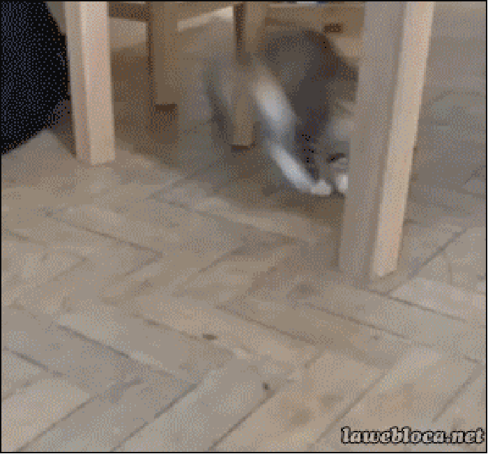 Cat vs ant