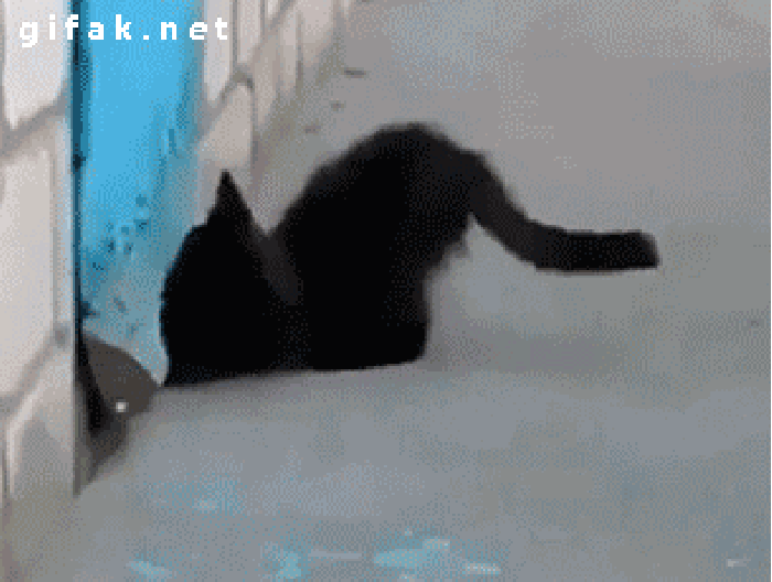 Cat helps dog escape