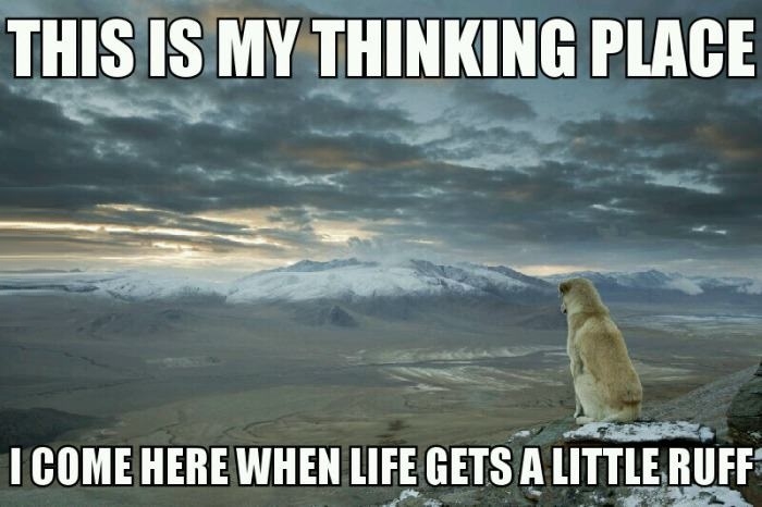 Contemplative dog
